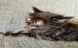 Domestic Shorthair cats for sale: Beautiful kittens  - Image 4