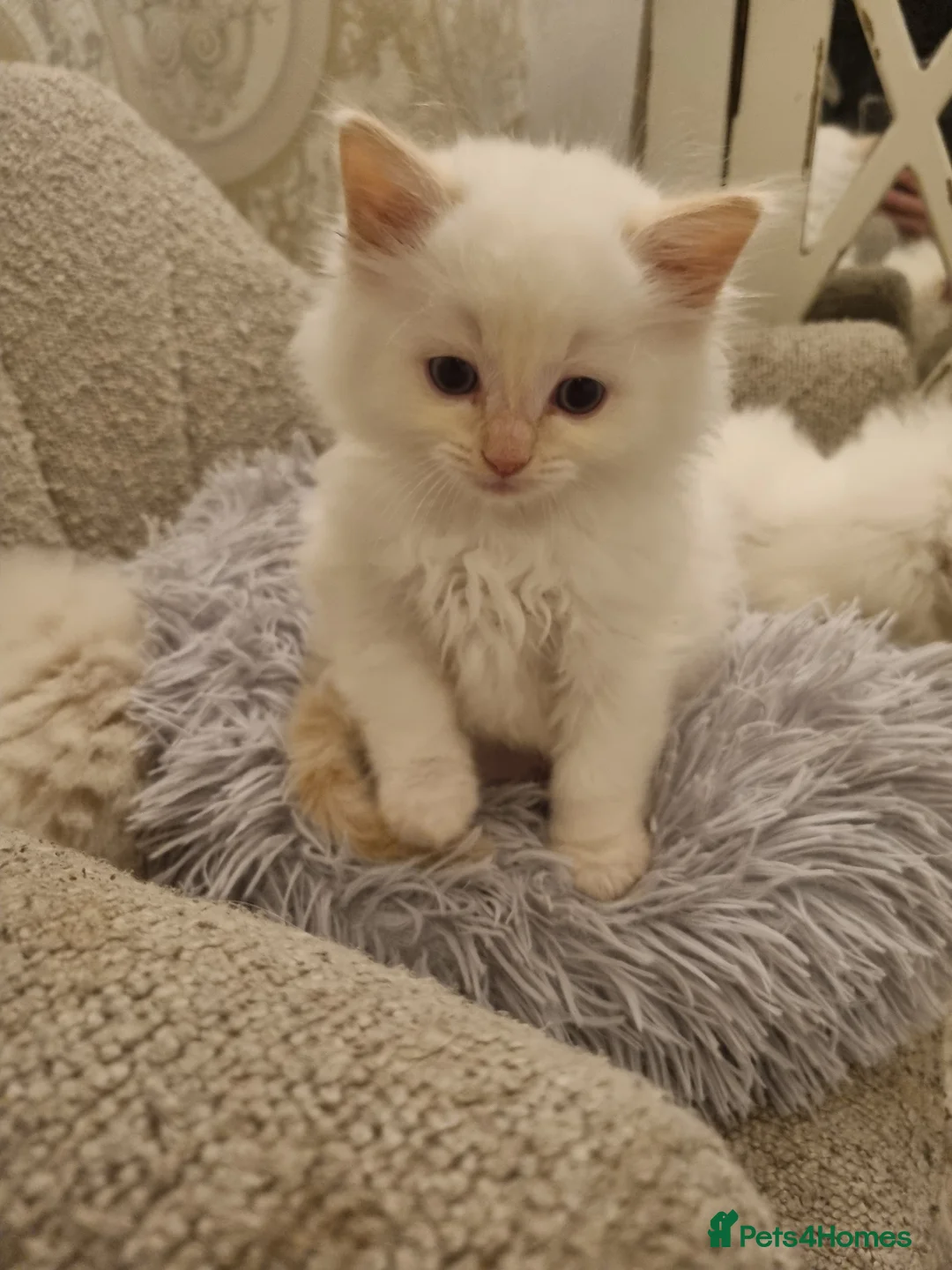 Ragdoll cats for sale: Health tested pure ragdoll  kittens  - Advert 2