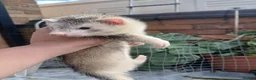 Ferret rodents for sale: 10 week old kits - Advert 2