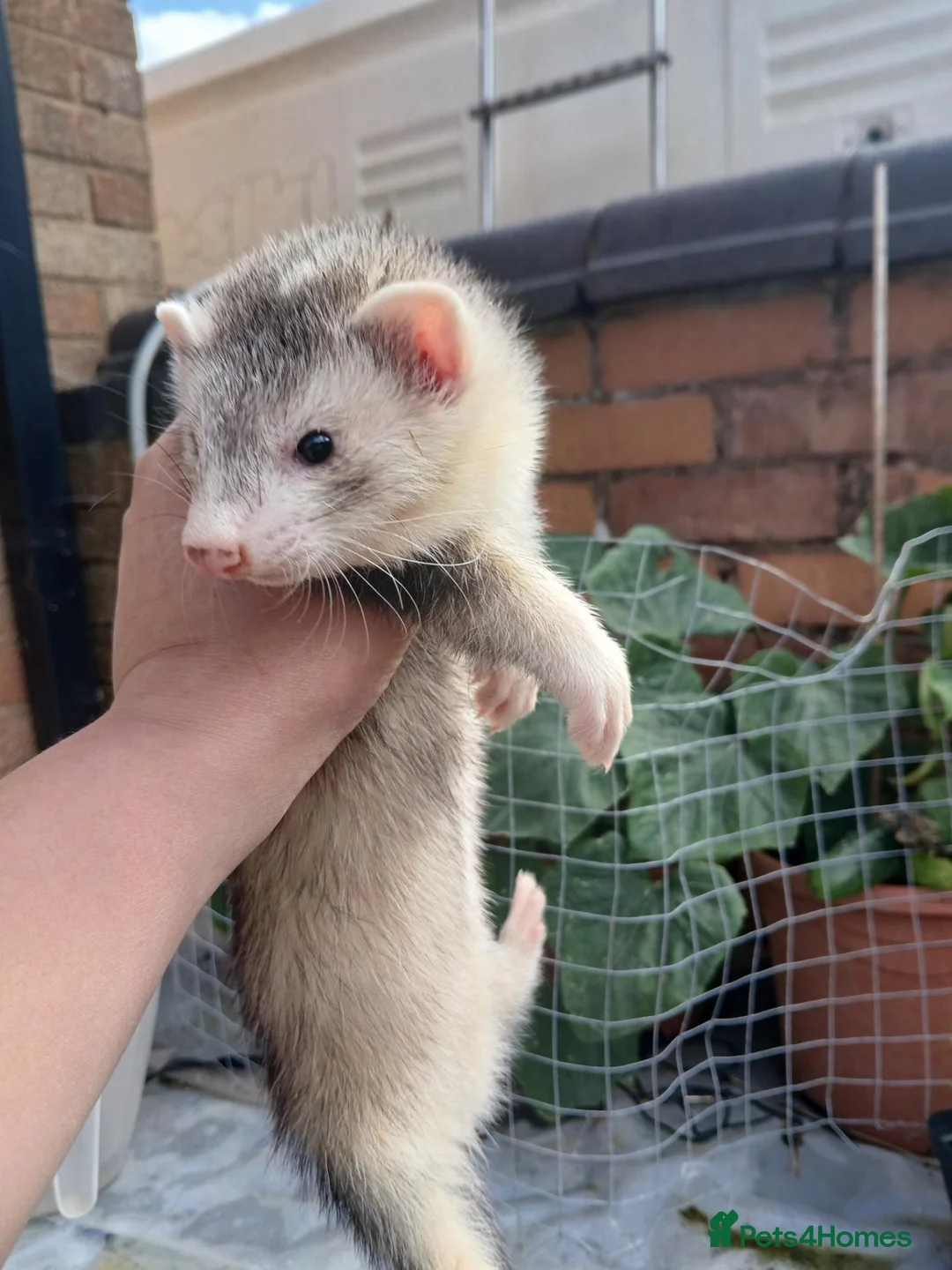 Ferret rodents for sale: 10 week old kits - Advert 2