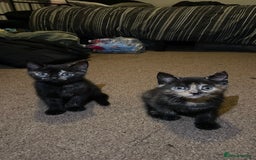 Mixed Breed cats for sale: 2 Beautiful Black (and ginger spots) Girl Kittens - Image 3