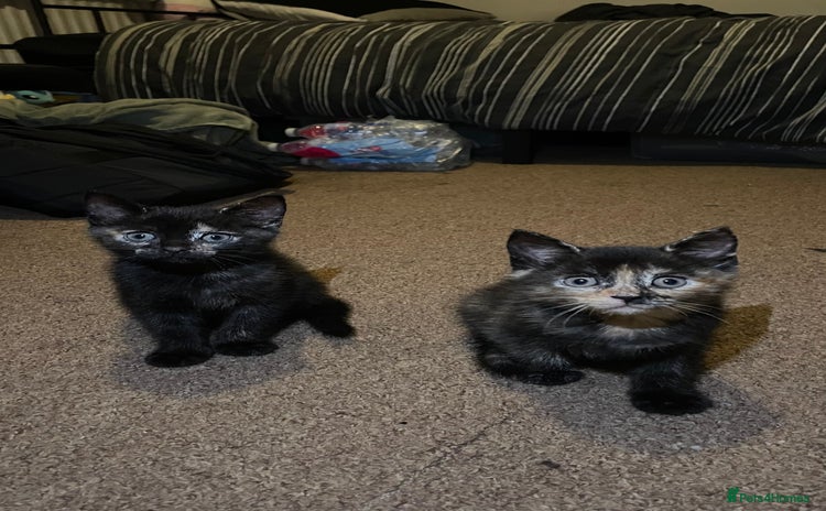 Mixed Breed cats - Advert 4