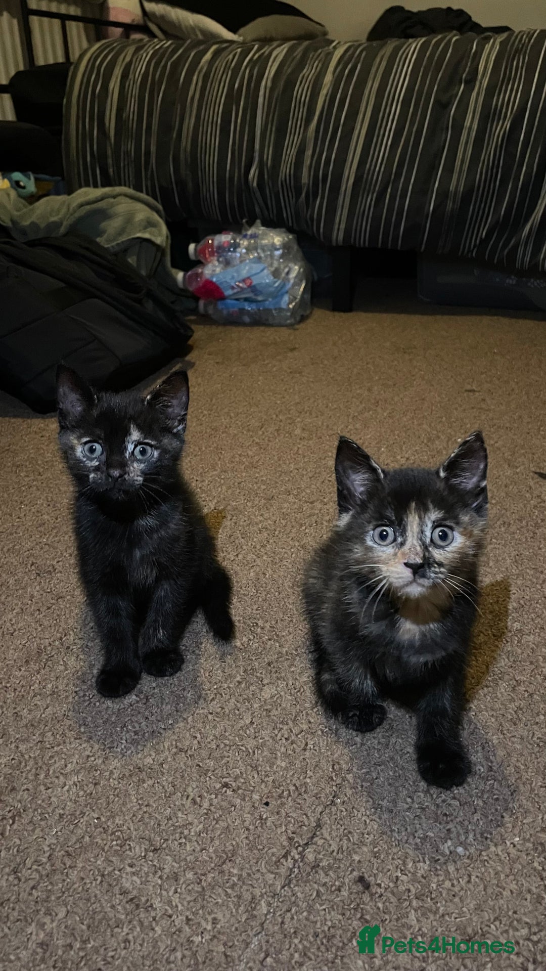 Mixed Breed cats for sale: 2 Beautiful Black (and ginger spots) Girl Kittens - Image 3