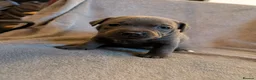 Staffordshire Bull Terrier dogs for sale: Blue Staffordshire Bull Terrier puppies for sale in Ashford - Advert 3