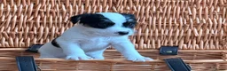 Parson Russell dogs for sale: Stunning KC Parson Russell Terrier Pups - Advert 3