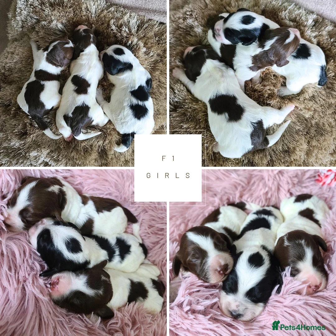 Cockapoo dogs for sale: Parti Roan F1 Cockapoos. Choc & Black. DNA Tested  - Advert 2