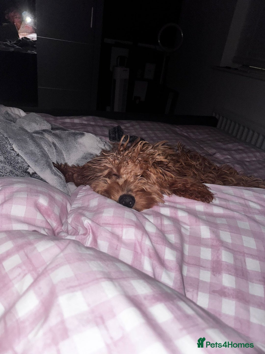 Cockapoo dogs for sale: 🐾 Beautiful F1 Tanned Cockapoo Puppy 🐾  - Advert 2