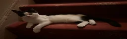 Domestic Shorthair cats for sale: 5 Beautiful Kittens - Advert 14