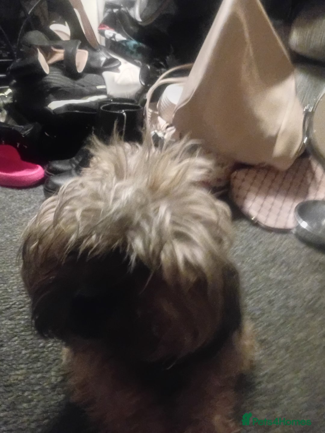 Mixed Breed dogs for sale: Shih Tzu Cross - Image 1