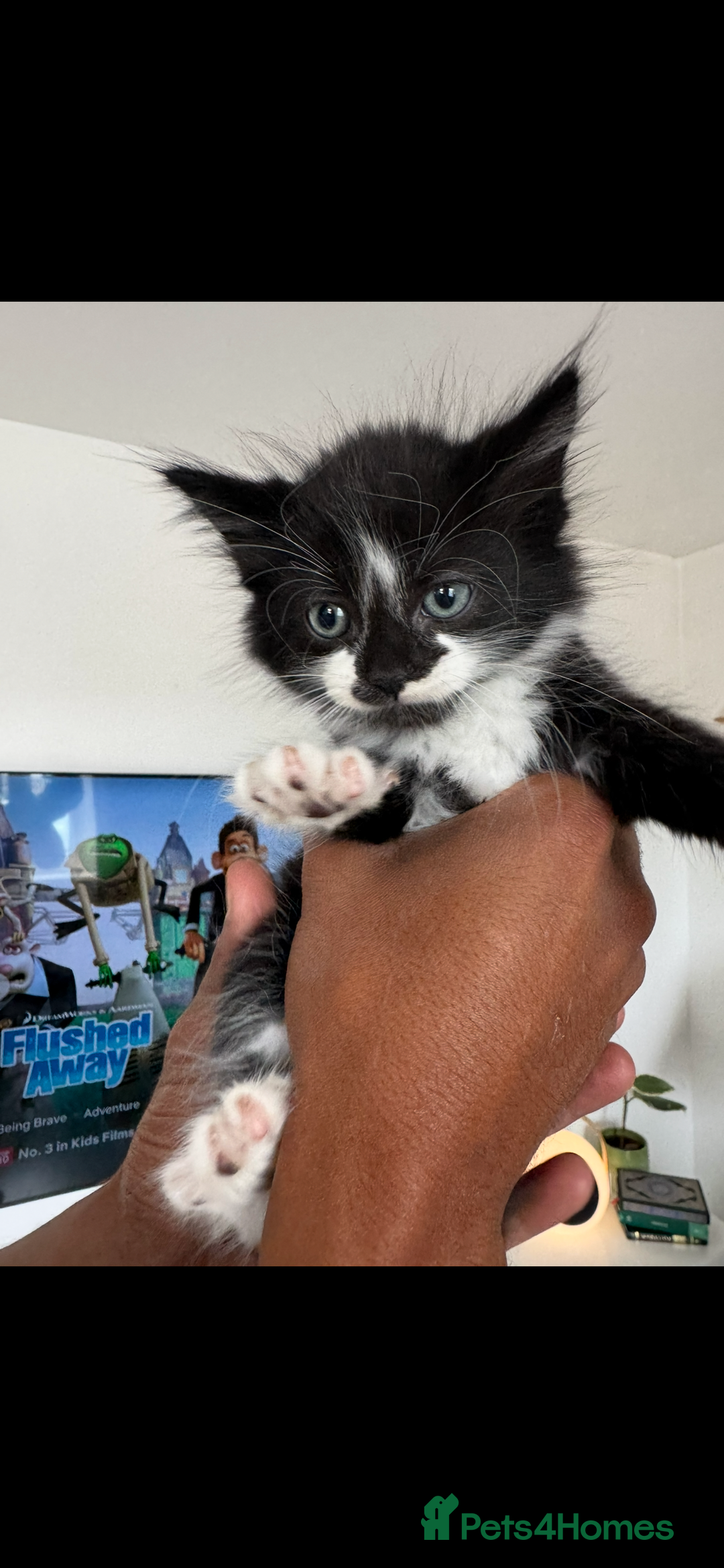 Mixed Breed cats for sale: Beautiful Mixed Breed Kitten  - Image 10
