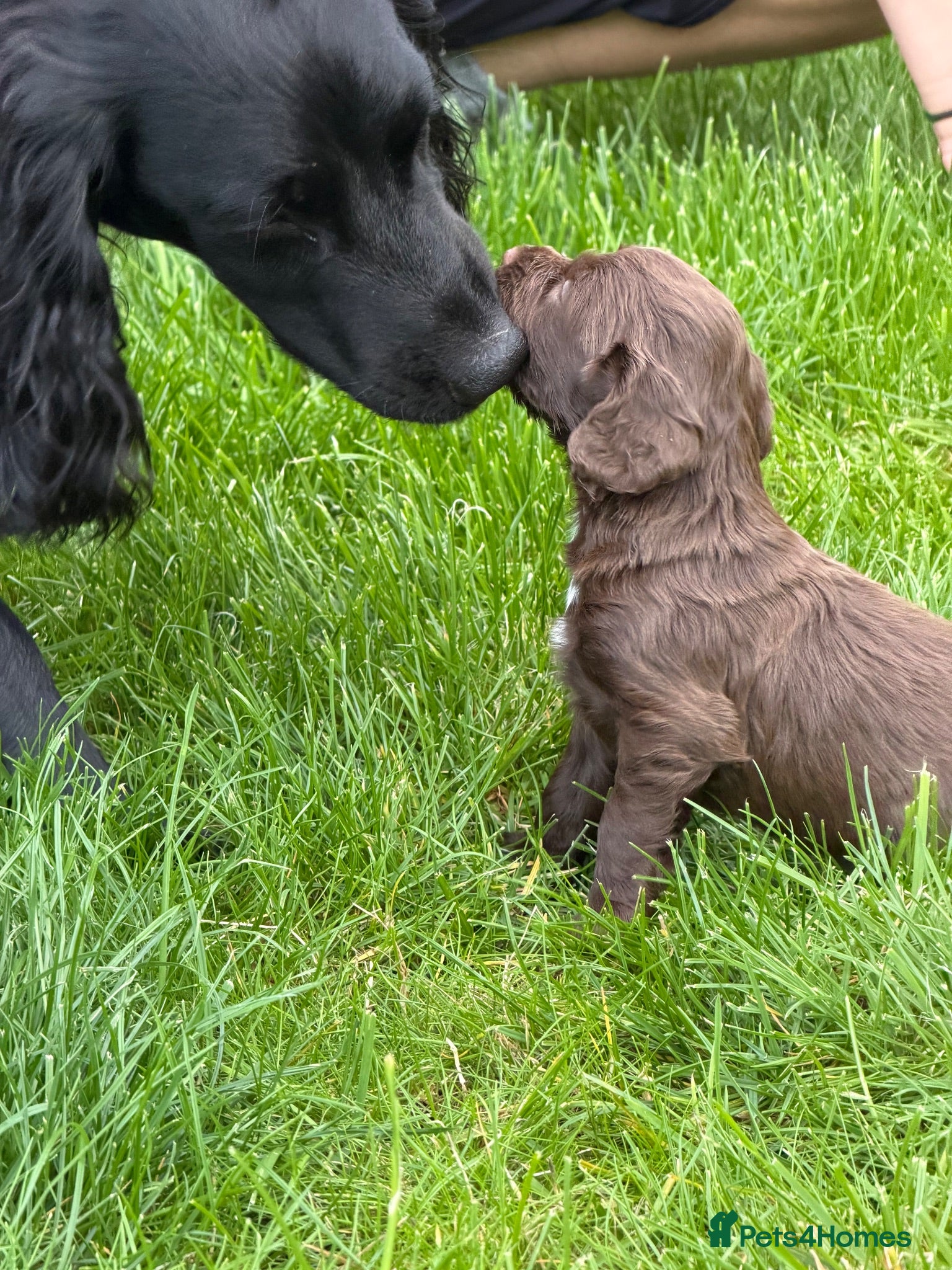 Cocker Spaniel dogs 🐾only 1 boy available 🐾 - Advert 4