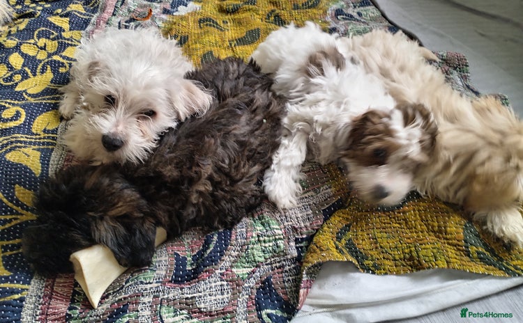 Mixed Breed dogs - Advert 2