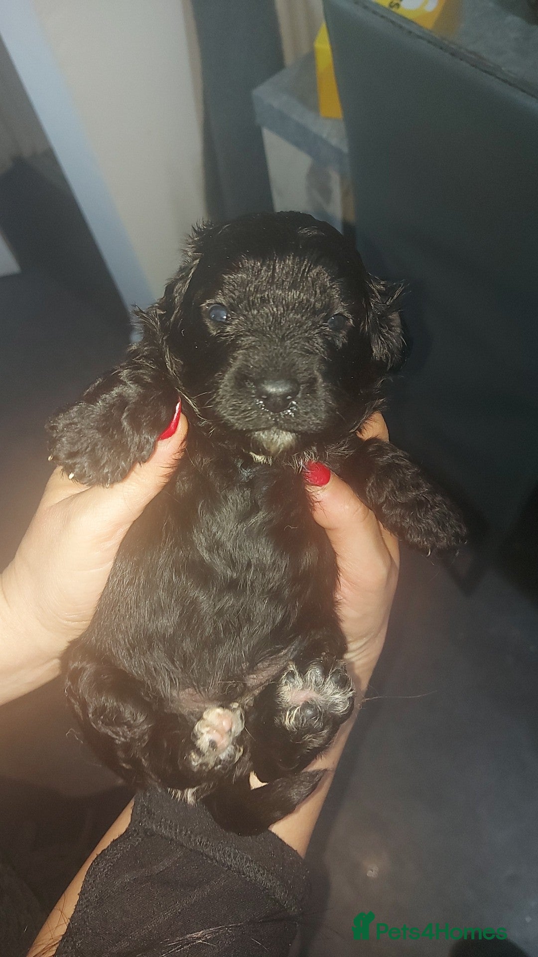 Cavapoo dogs F1 Cavapoo puppies  - Advert 1