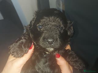 Cavapoo dogs F1 Cavapoo puppies - Advert 9