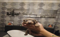 Dachshund dogs for sale: Dachshund Puppy 5 - Isabella dapple dachshund puppies - Image 15