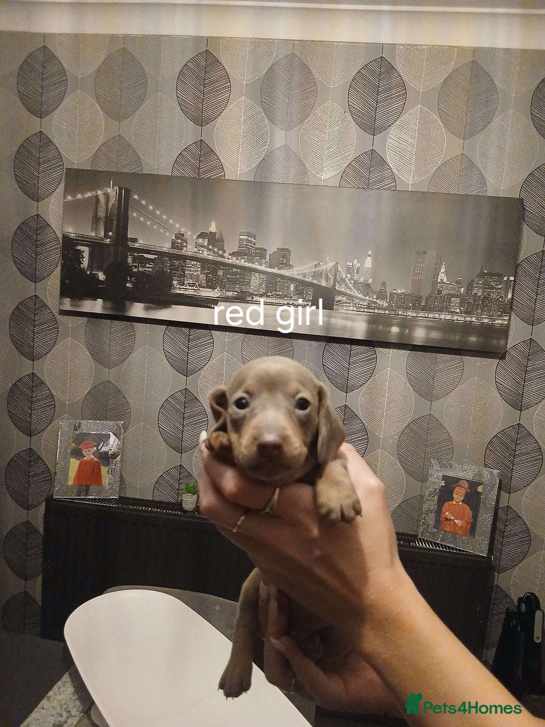 Dachshund dogs for sale: Dachshund Puppy 5 - Isabella dapple dachshund puppies - Image 15