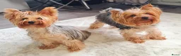 Yorkshire Terrier dogs for sale: Miniature Pedigree Yorkshire terriers girl  - Advert 8