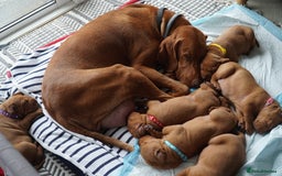 Hungarian Vizsla dogs for sale: Adorable vizsla puppies, exceptional pedigree - Image 21