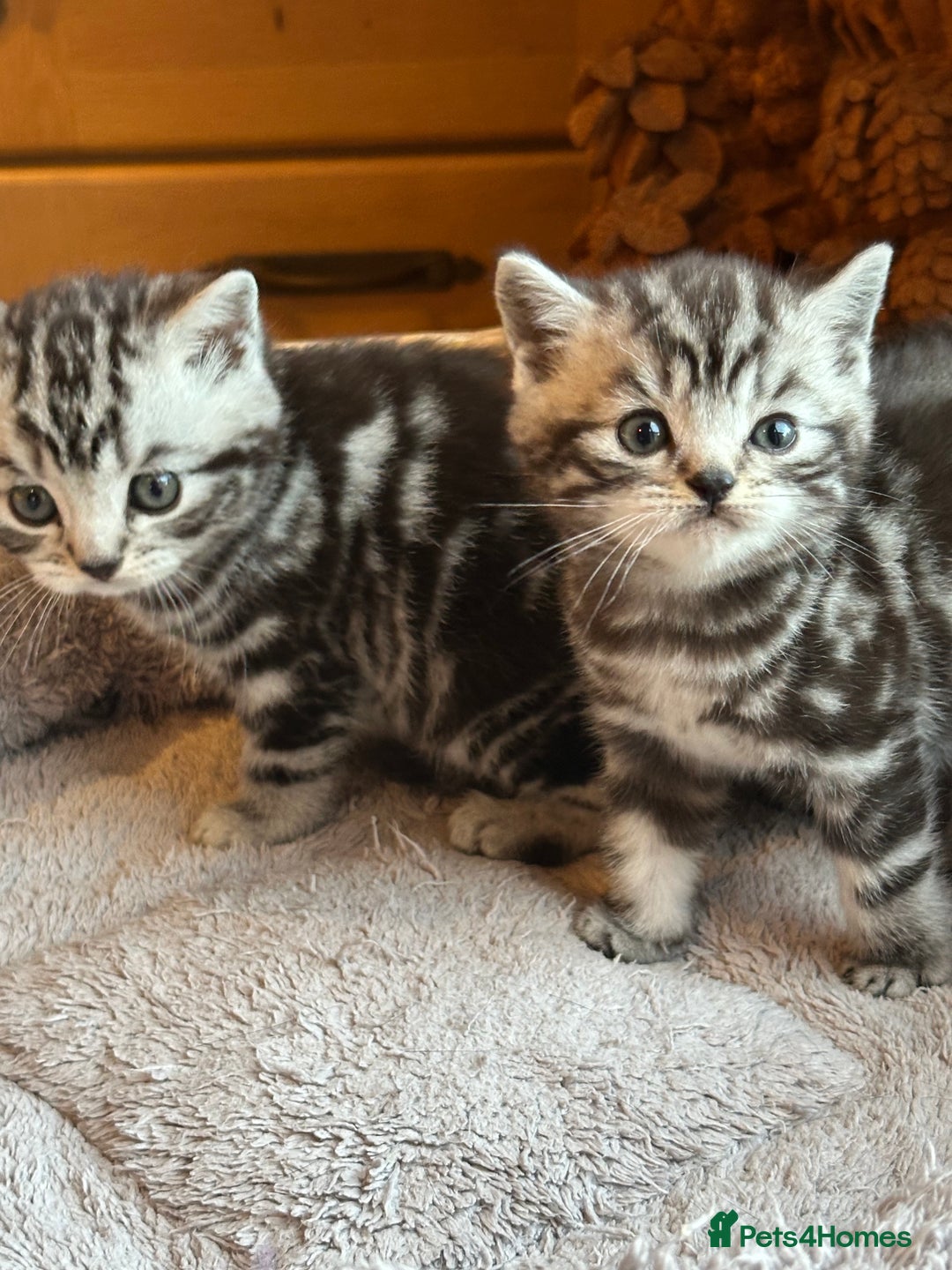 British Shorthair cats for sale: Silver Tabby also Brown Spotted Kittens - Image 26