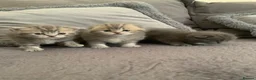 Scottish Fold cats for sale: 🌸PURE BREED SCOTTISH FOLD KITTENS🌸 - Advert 17