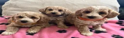 Cavapoochon dogs for sale: Cavapoochon puppies  - Advert 10