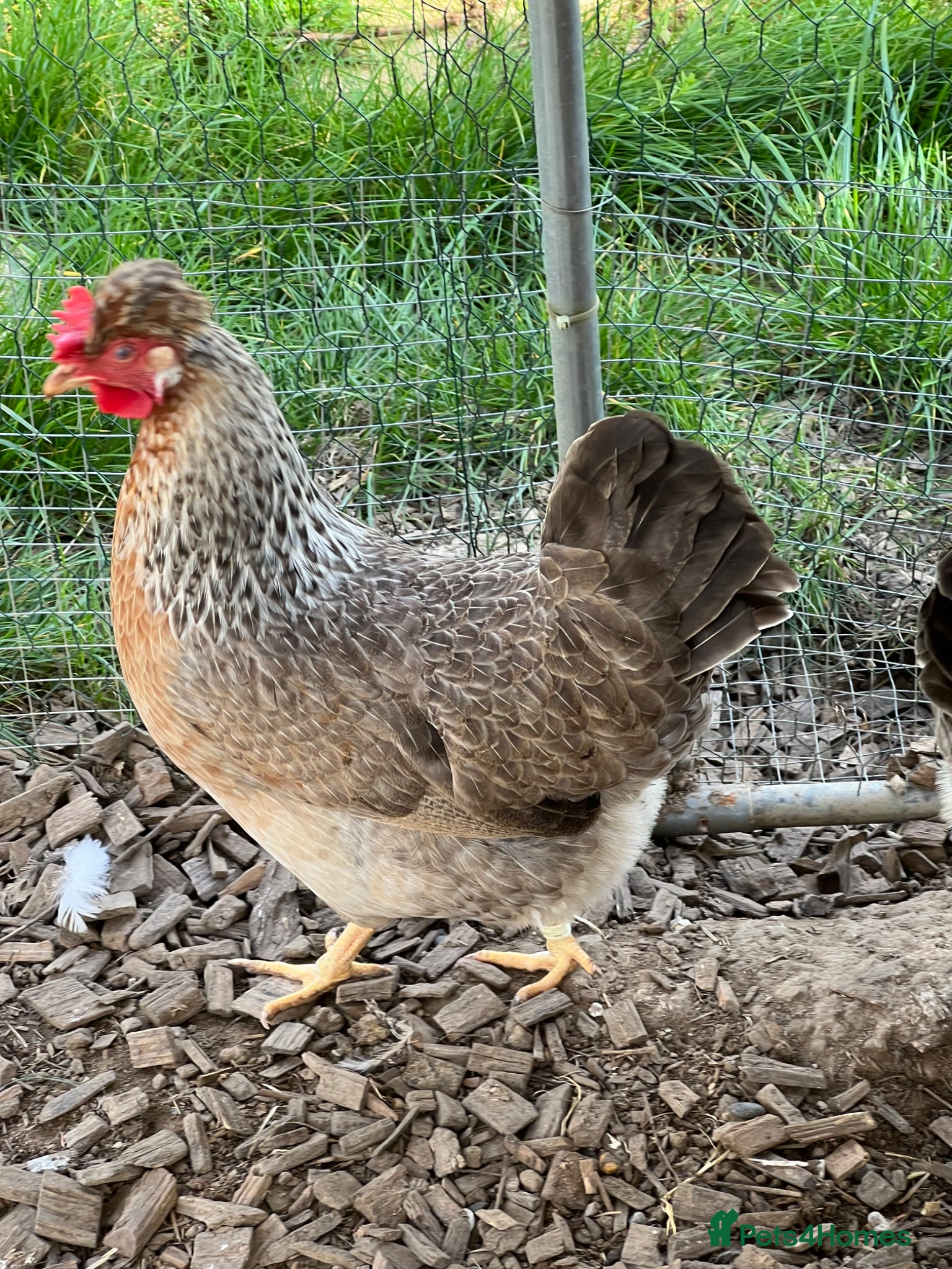 Chickens poultry 4 x 1 year old Crested Cream Legbar hens  - Advert 1