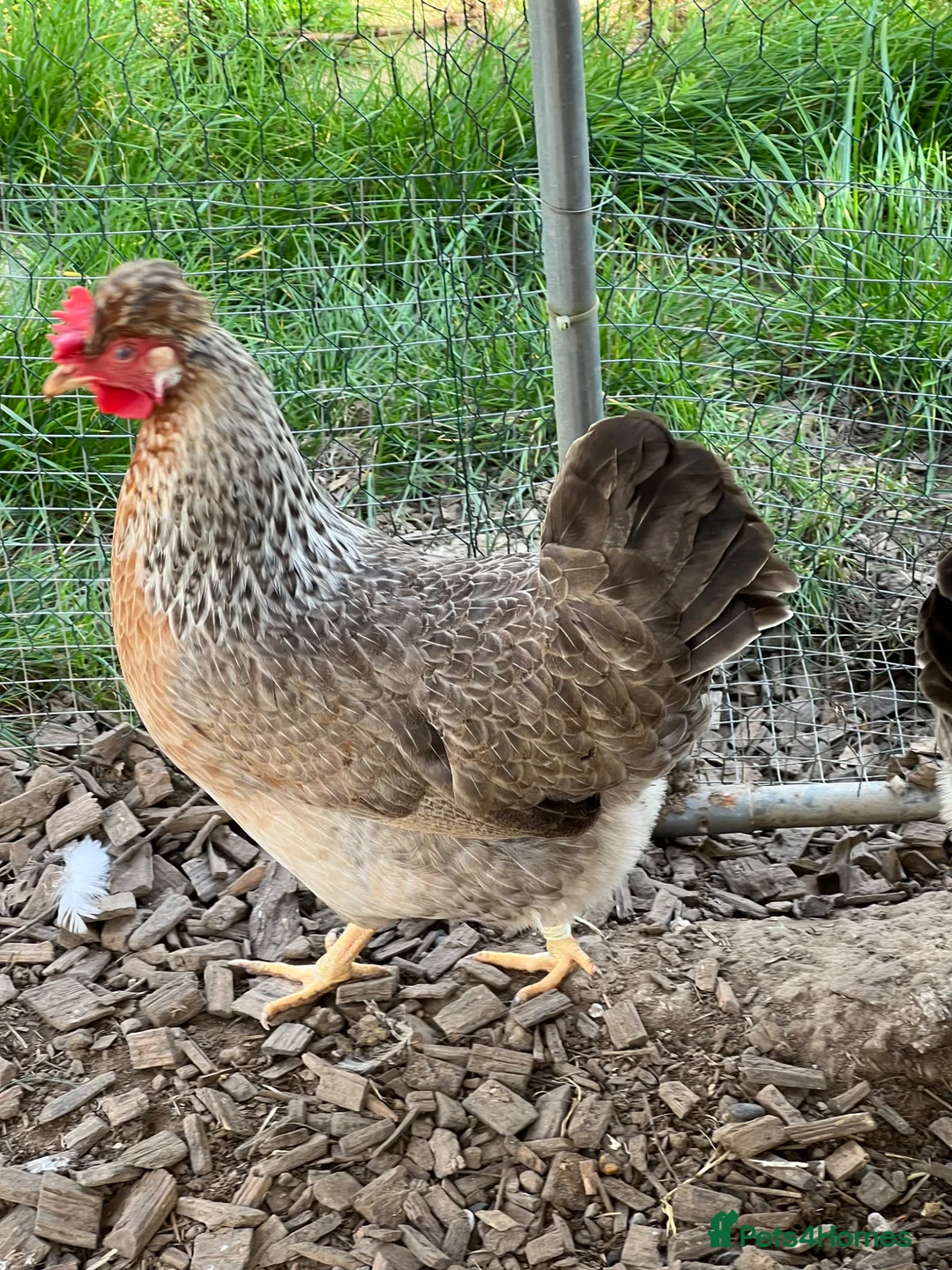 Chickens poultry for sale: 4 x 1 year old Crested Cream Legbar hens  - Advert 1