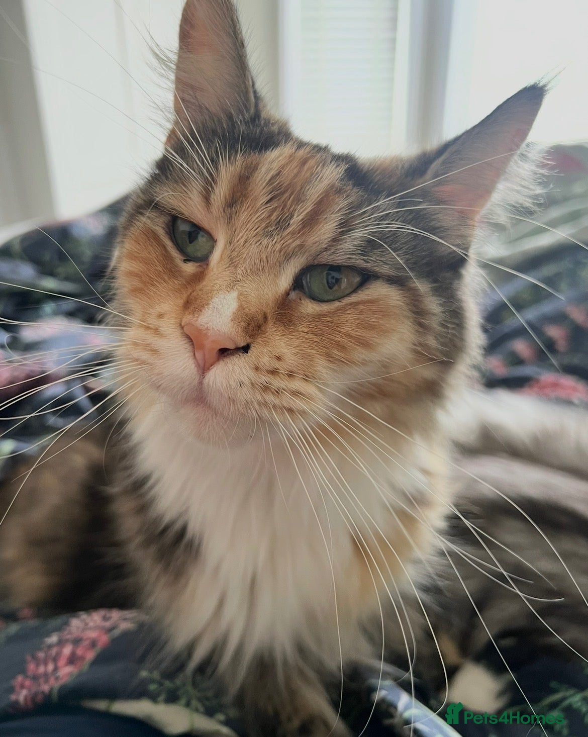 Maine Coon cats Retiring Queen  - Advert 2