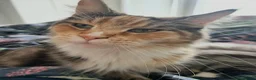 Maine Coon cats for sale: Retiring Queen  - Advert 2