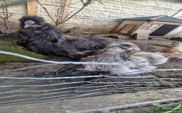 Chickens poultry for sale: 2 silkie 1 female 1 cock - Image 1