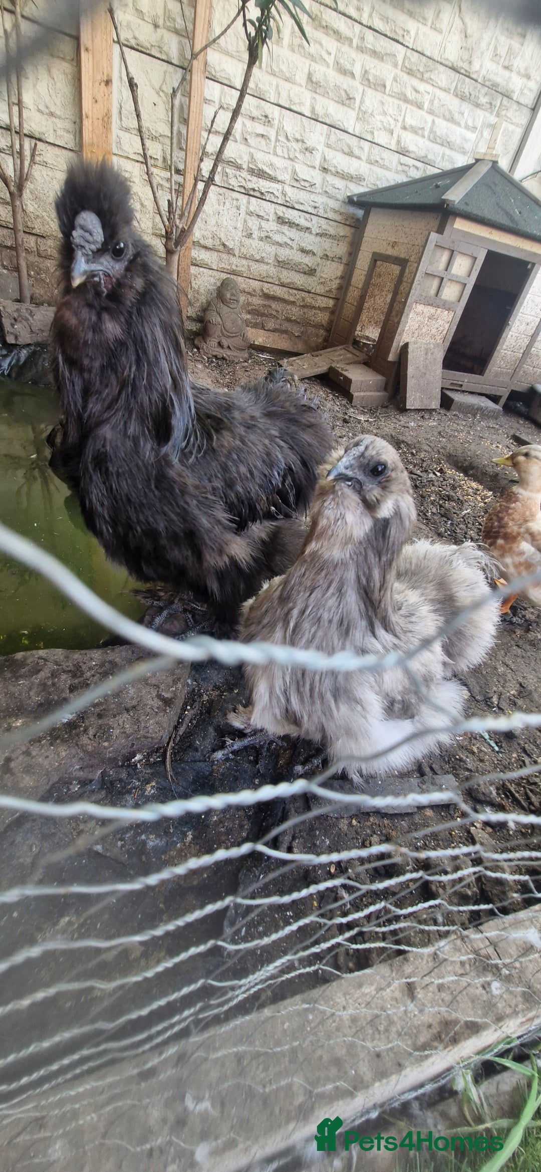 Chickens poultry for sale: 2 silkie 1 female 1 cock - Image 1