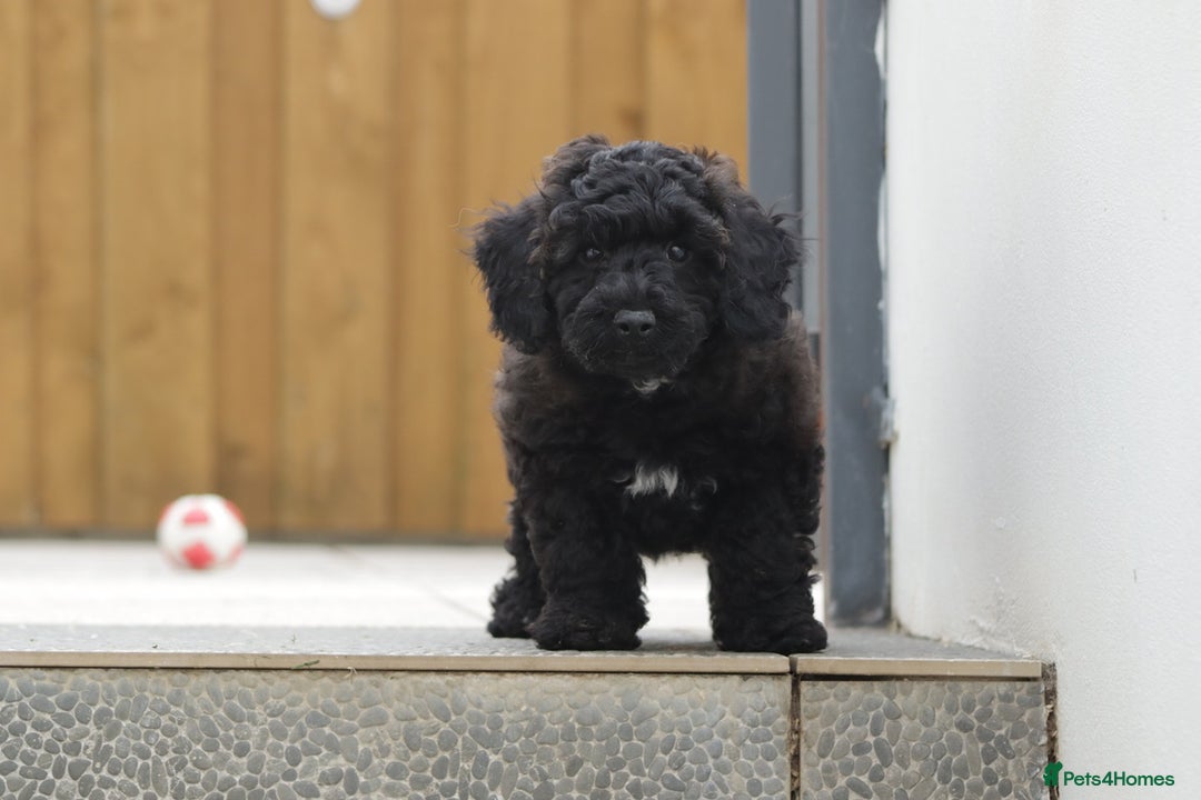 Poochon dogs for sale: F1 Poochon puppy for sale - Image 20