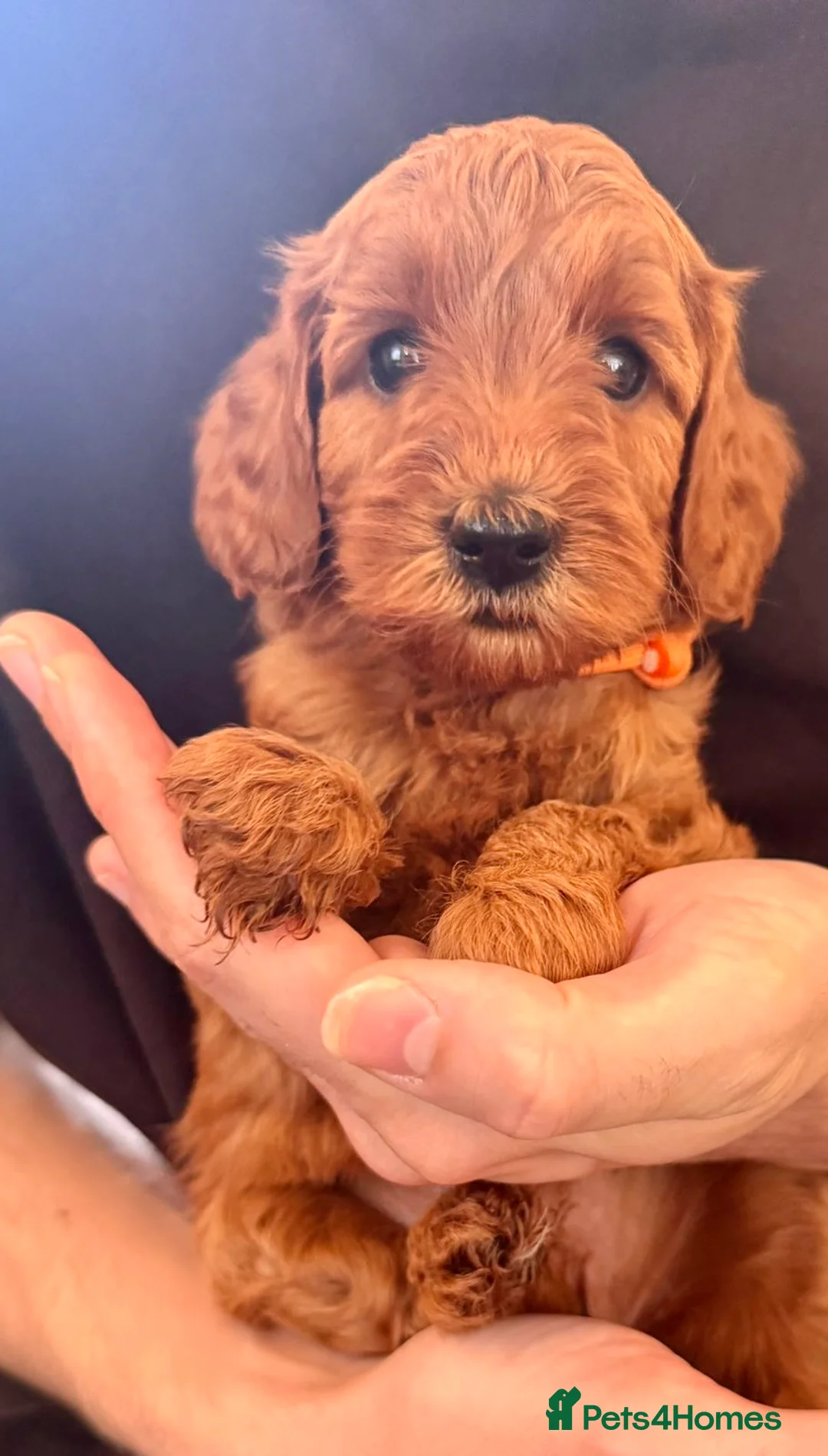 Mini Goldendoodle dogs for sale: 🌟1 beautiful female remaining🌟 - Advert 1