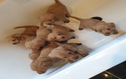 Labradoodle dogs for sale: ONLY 4 GIRLS LEFT F1 miniature labradoodles - Image 27