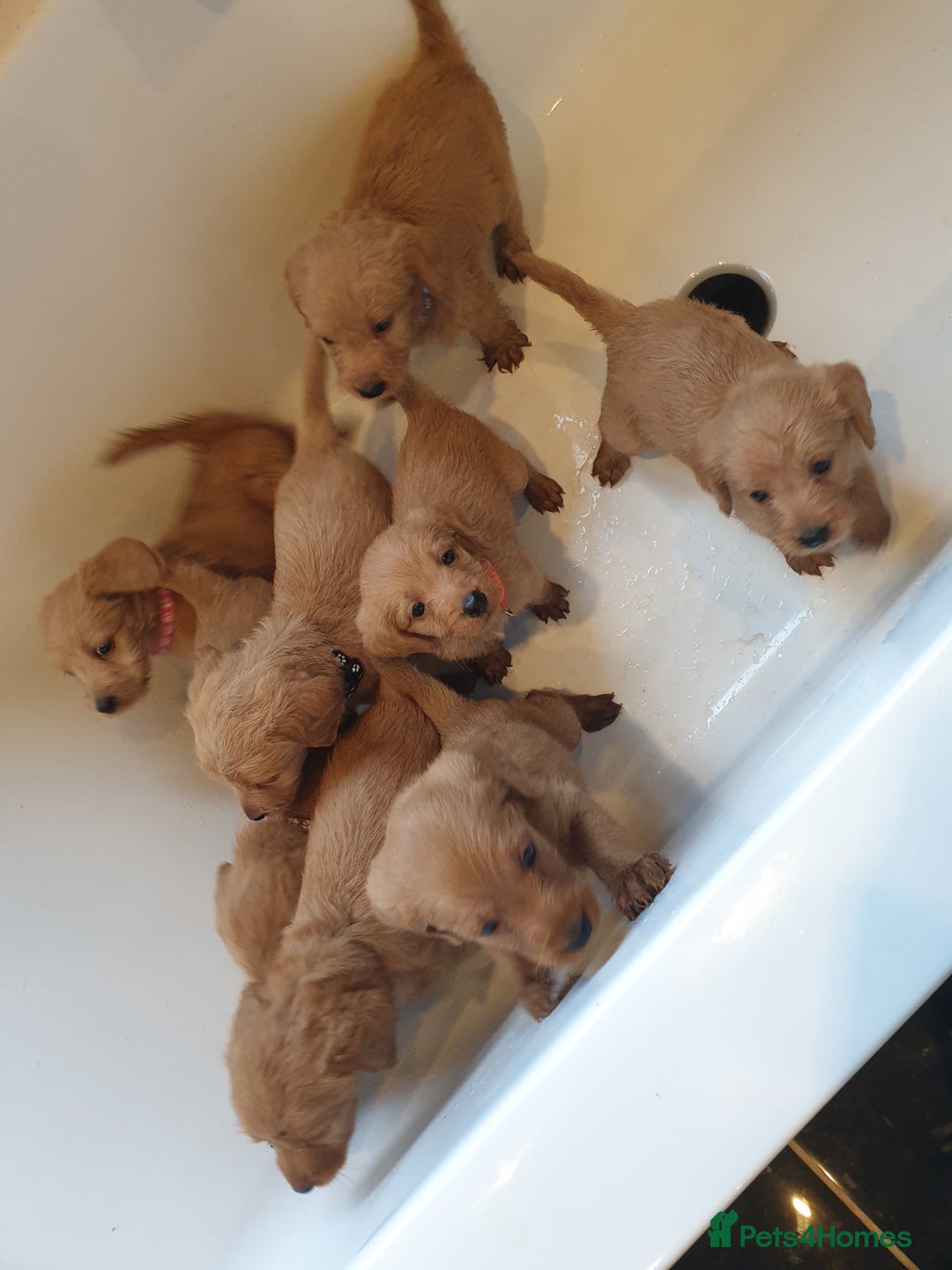 Labradoodle dogs for sale: ONLY 4 GIRLS LEFT F1 miniature labradoodles - Image 27