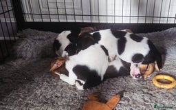 Jack Russell dogs for sale: 2 boys & 1 girl left, Ready & available from today - Image 9
