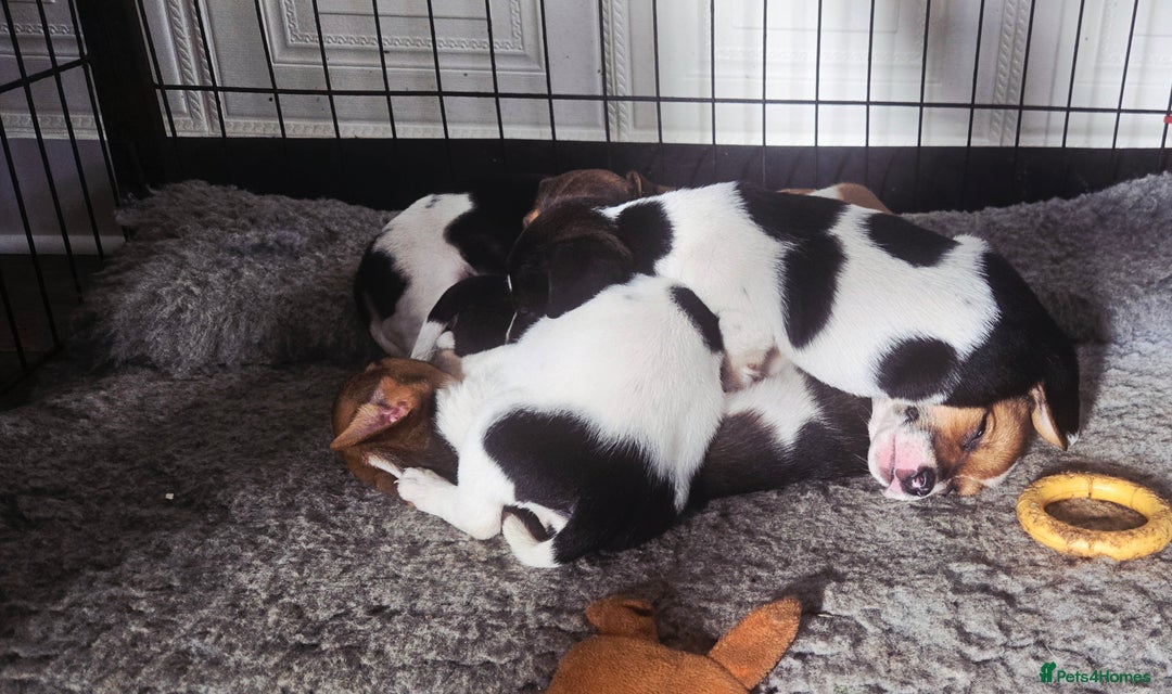 Jack Russell dogs for sale: 2 boys & 1 girl left, Ready & available from today - Image 9