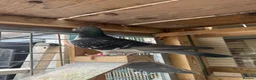 Pigeons birds for sale: Stock and 2026 young racing pigeons  - Advert 3