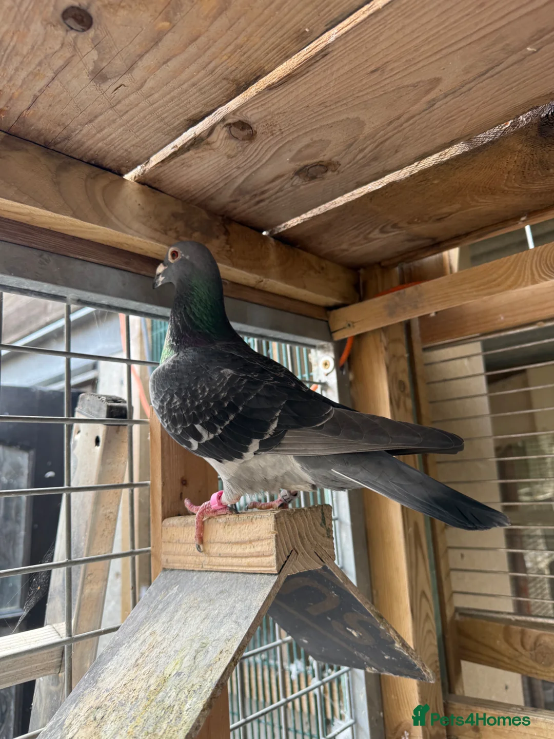 Pigeons birds for sale: Quality 2025 /6 Racing Pigeons Available - Advert 13