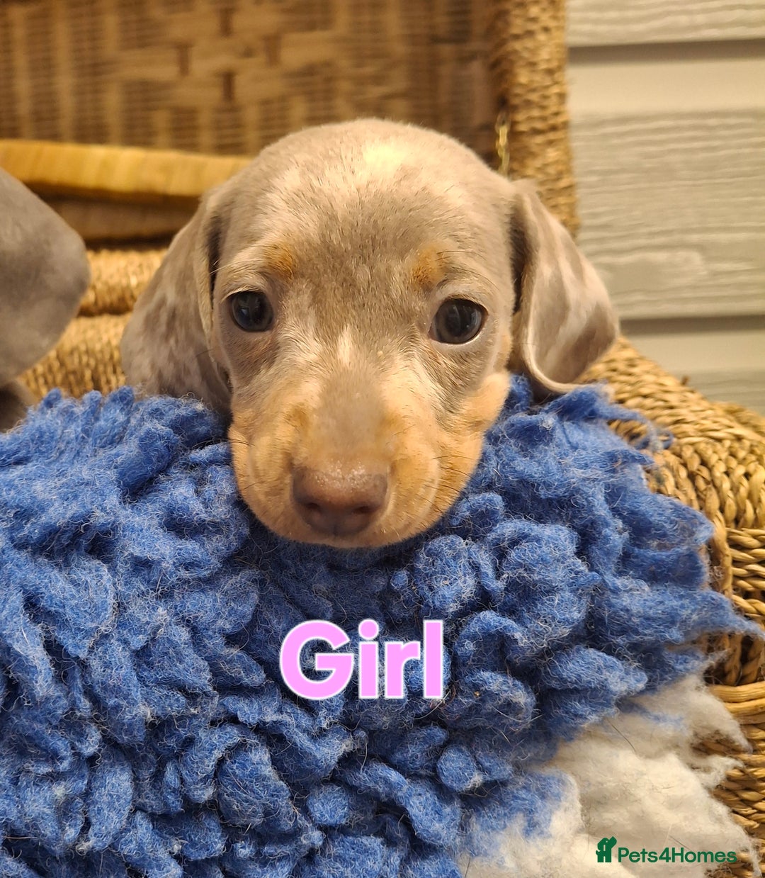 Miniature Dachshund dogs for sale: Minature Dachshund - Image 5