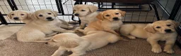Golden Retriever dogs for sale: KC Reg Golden Retriever puppies - Ready now!!!!  - Advert 9