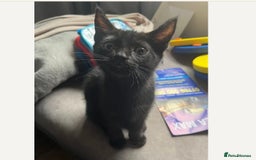 Mixed Breed cats for sale: Ready now beautiful boy chipped - Image 9