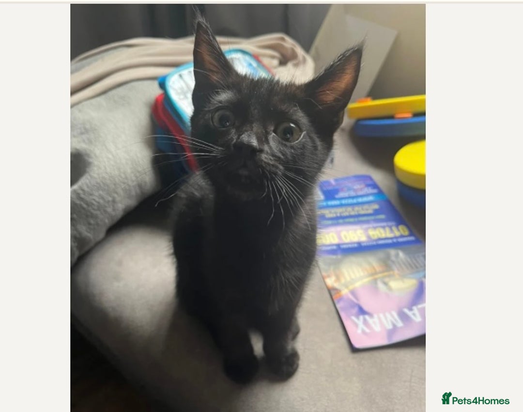 Mixed Breed cats for sale: Ready now beautiful boy chipped - Image 9