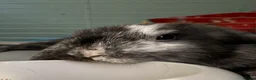 Mini Lop rabbits for sale: Mini Lop for rehome - Advert 3