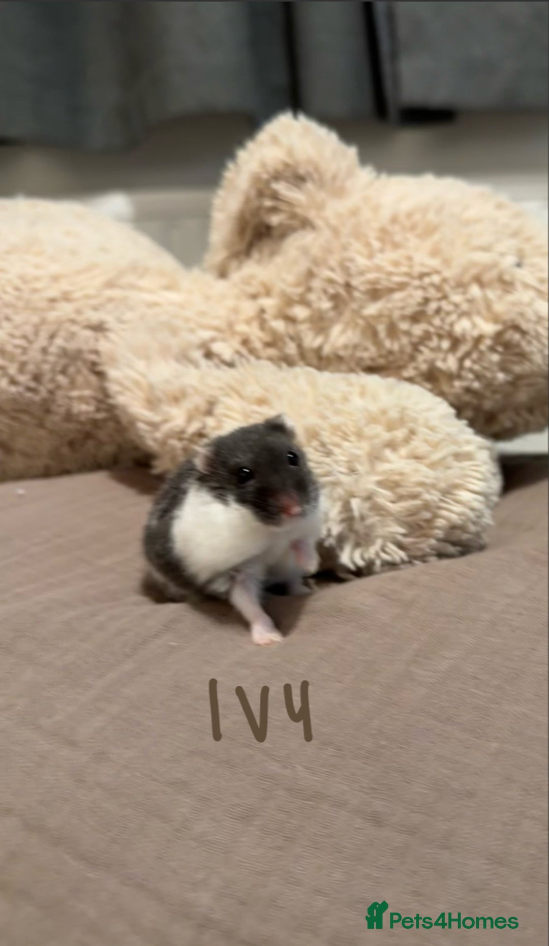 Hamster rodents for sale: 3x Winter White Dwarf Hamsters - Advert 3