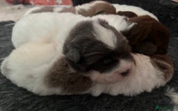 Shar Pei dogs for sale: Amazing flower bear coat !!!  - Advert 9