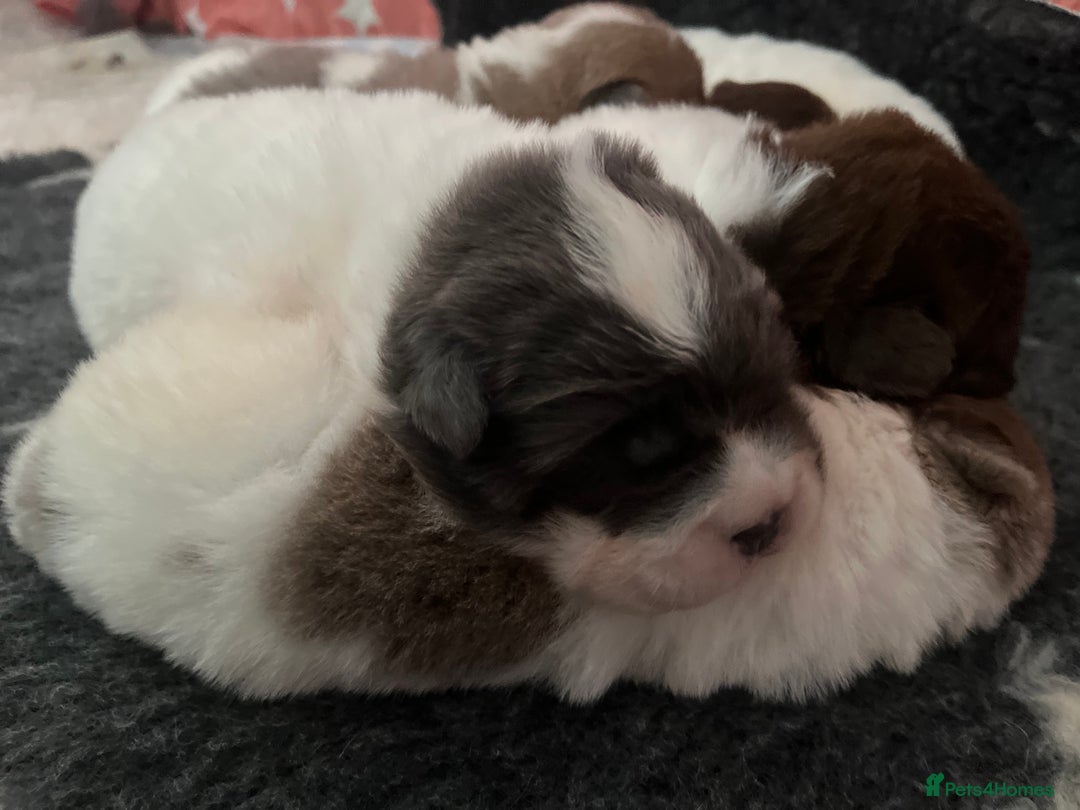 Shar Pei dogs for sale: Amazing flower bear coat !!!  - Advert 9