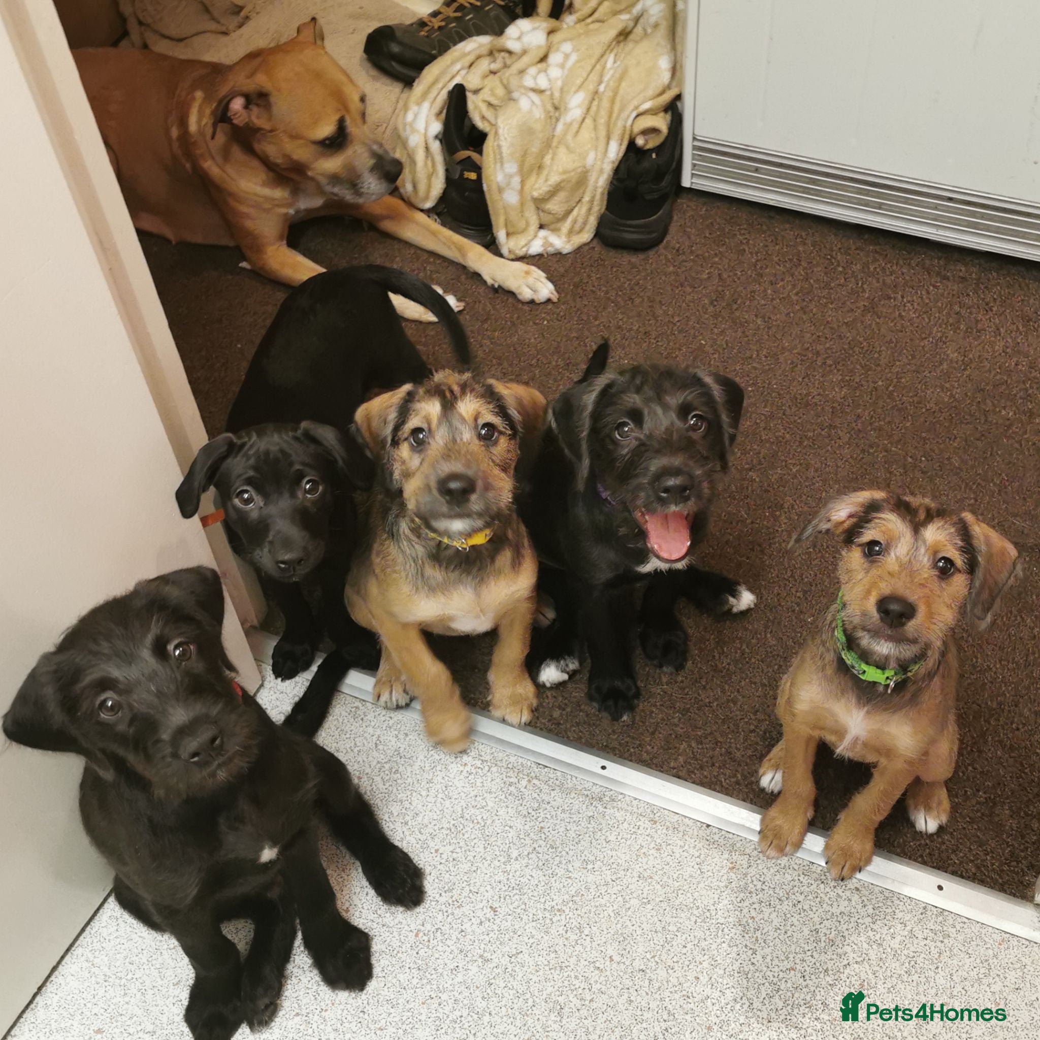 Mixed Breed dogs 7 beautiful staffie x labradoodle puppies for sale - Advert 2