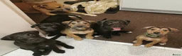 Mixed Breed dogs for sale: 7 beautiful staffie x labradoodle puppies for sale - Advert 13