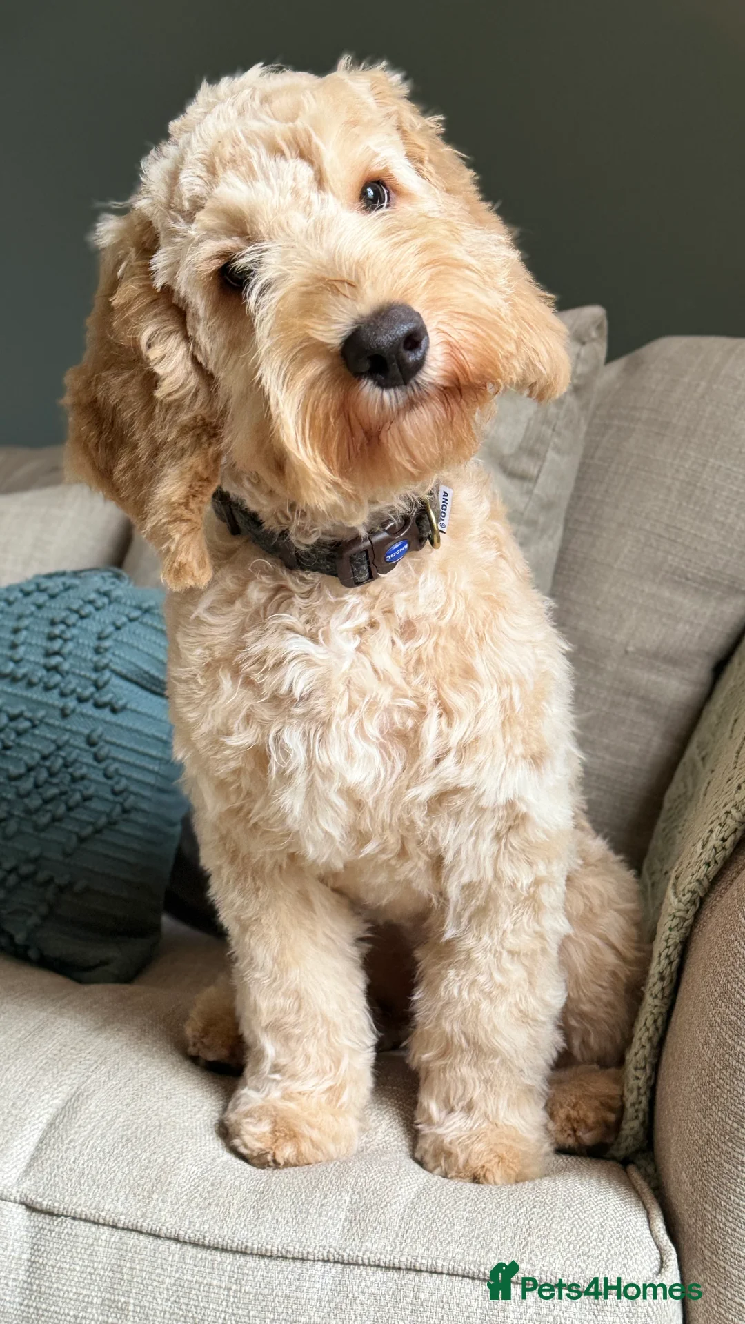 Australian Labradoodle dogs for sale: Five Australian Labradoodle puppies - Advert 17